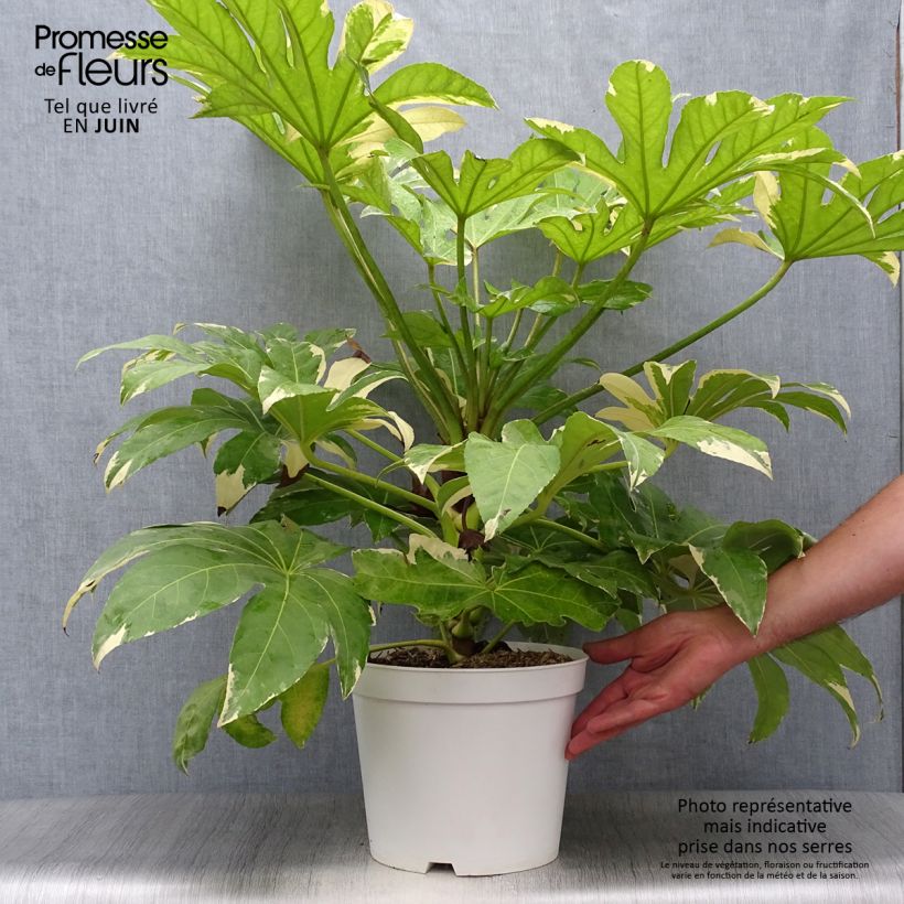 Fatsia japonica Variegata 6L/7L pot sample as delivered in summer