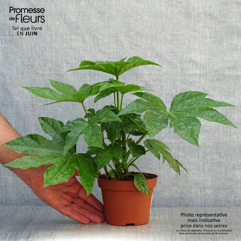 False Aralia - Fatsia japonica 8/9 cm pot sample as delivered in summer