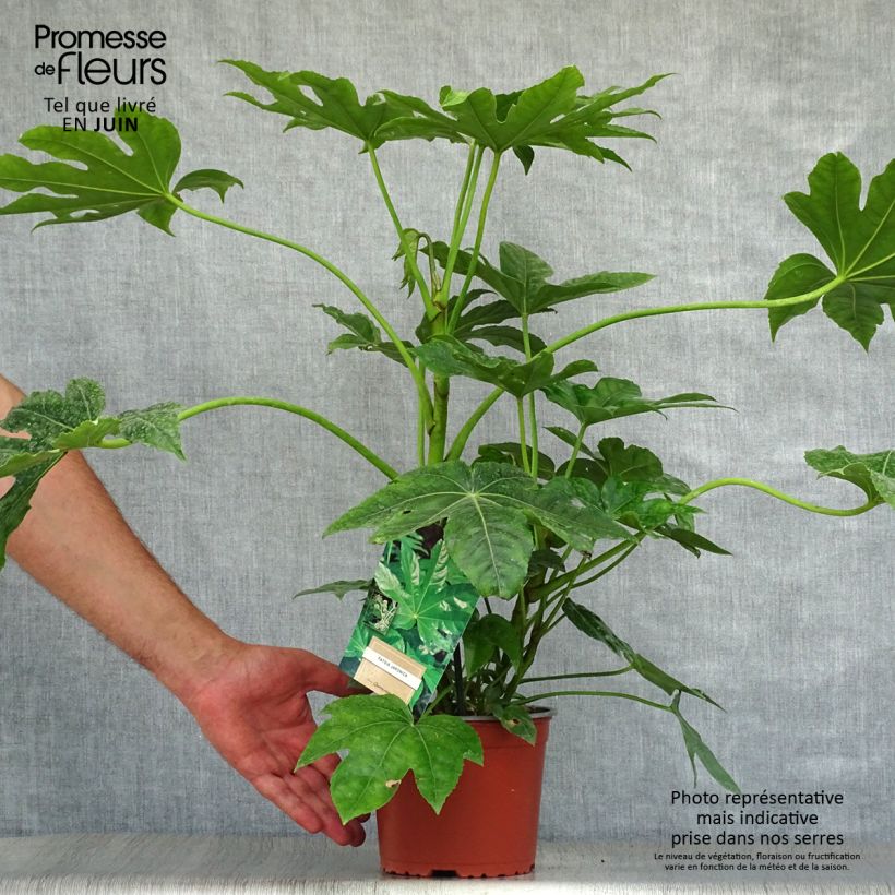 False Aralia - Fatsia japonica 2L/3L pot sample as delivered in summer