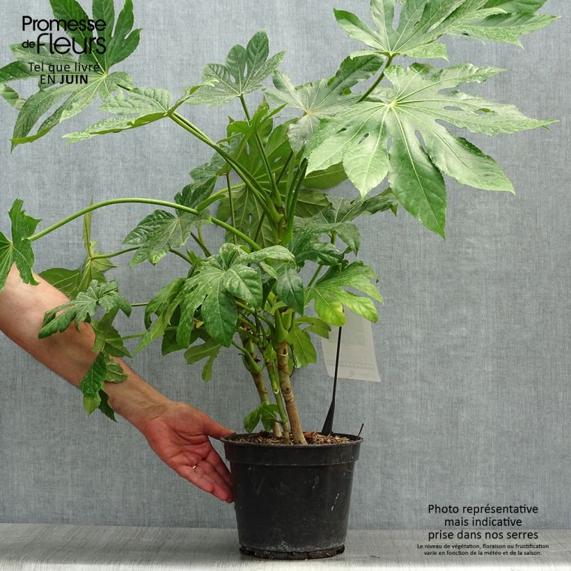 False Aralia - Fatsia japonica 4L/5L pot sample as delivered in summer