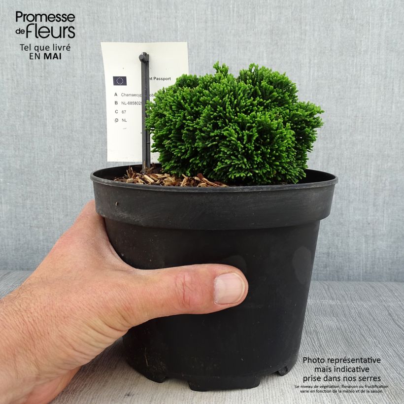 Chamaecyparis obtusa Juniperoides - Hinoki Cypress sample as delivered in spring