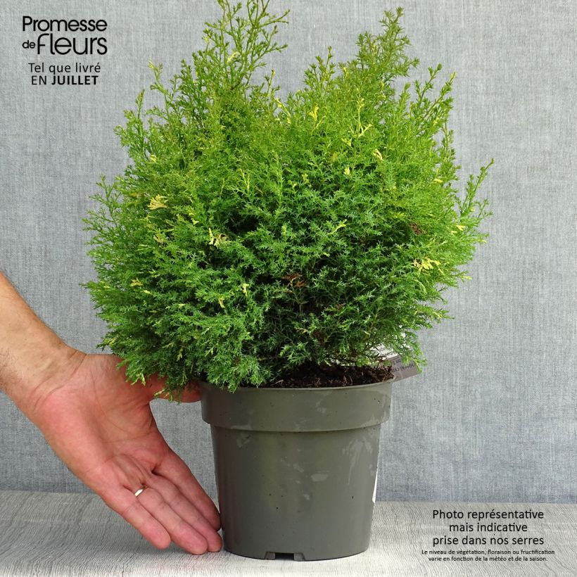Chamaecyparis obtusa Saffron Spray - Hinoki Cypress 2L/3L pot sample as delivered in summer