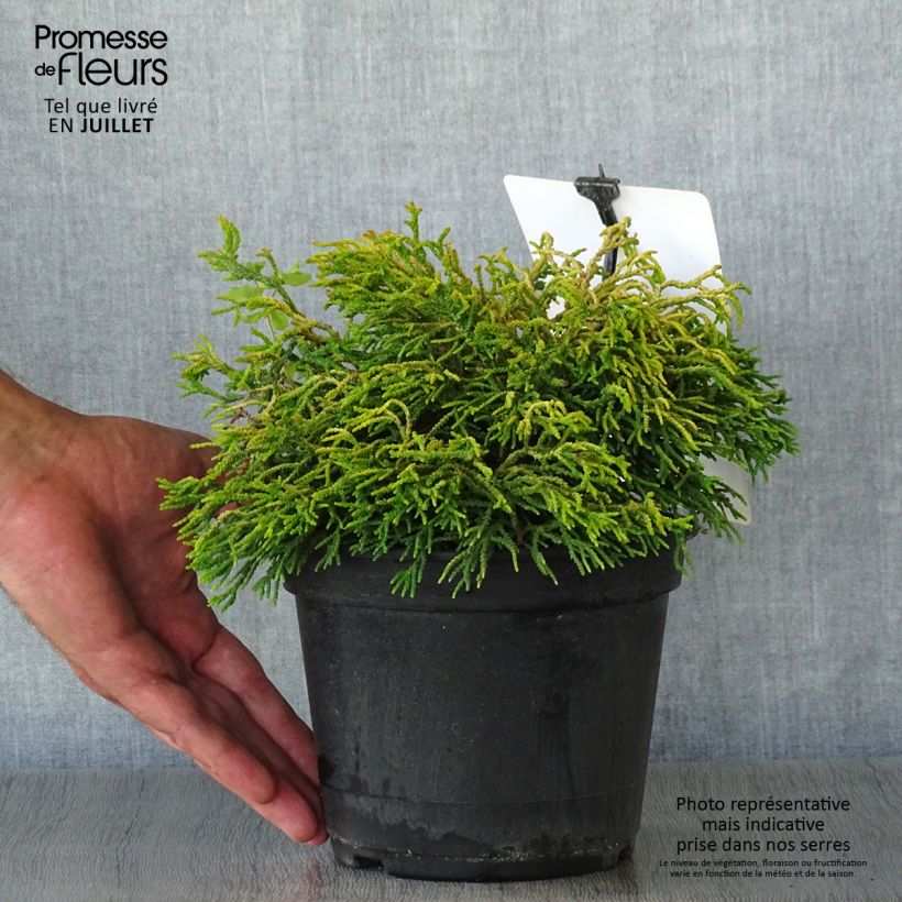 Chamaecyparis obtusa Tsatsumi Gold - Hinoki Cypress 2L/3L pot sample as delivered in summer