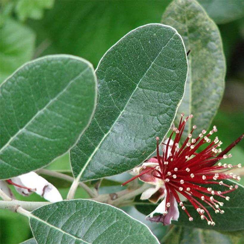 Acca sellowiana (Foliage)