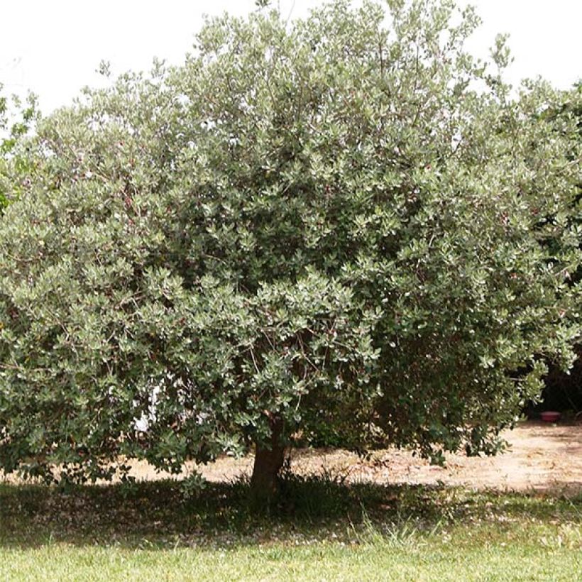 Acca sellowiana (Plant habit)
