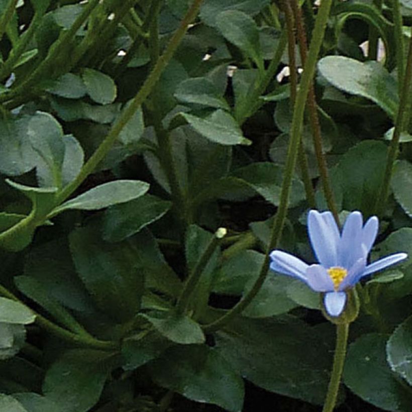 Felicia Forever Blue - Blue Agathea (Foliage)