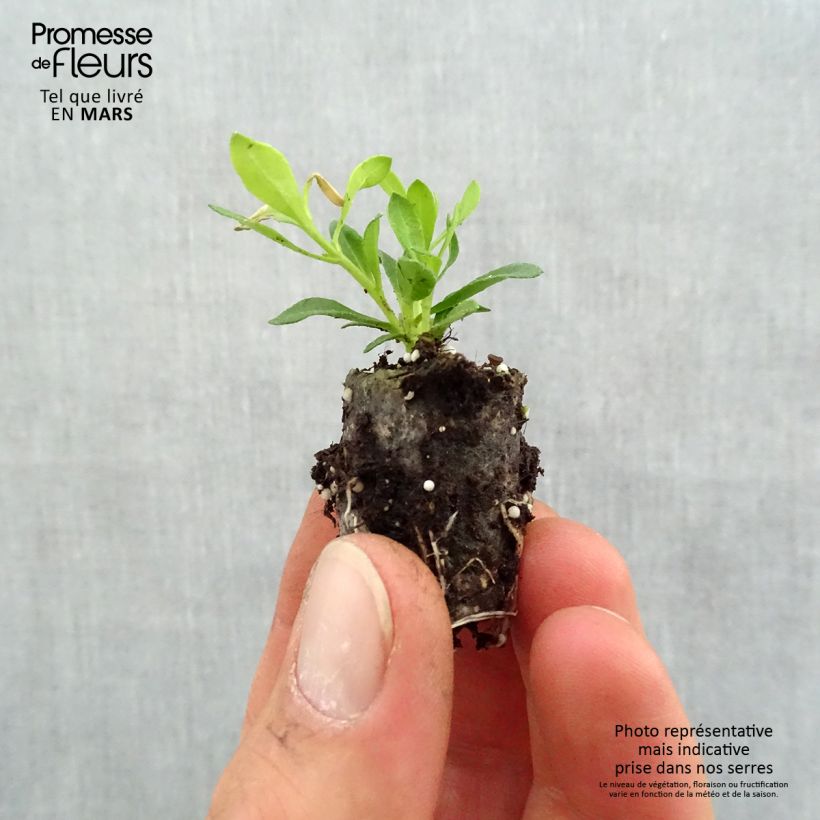 Felicia Forever Blue - Blue Agathea Plug plant 1.5/2.5 cm sample as delivered in spring
