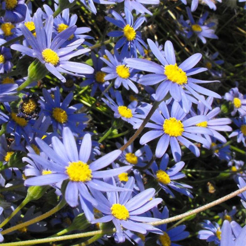 Felicia amelloides (Flowering)