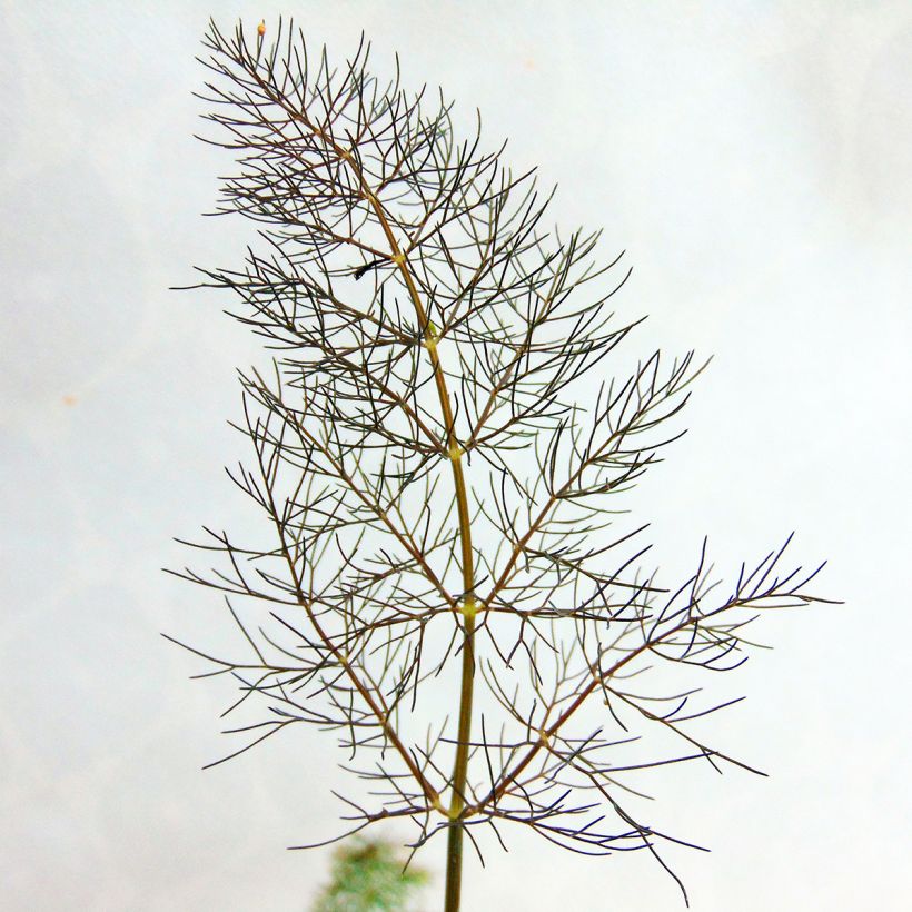 Foeniculum vulgare Giant Bronze - Bronze Fennel (Foliage)