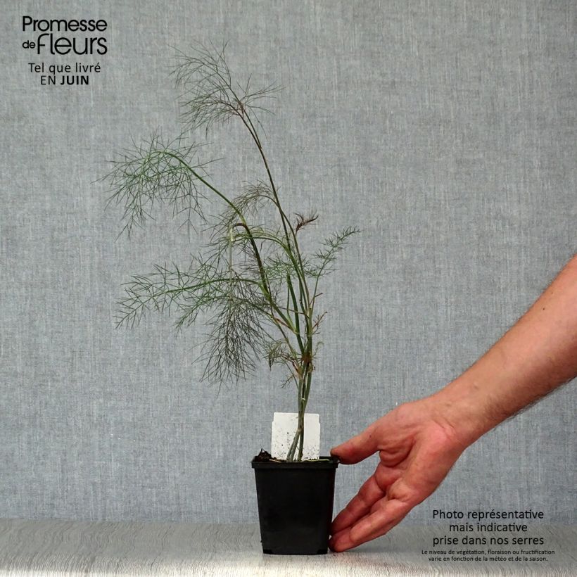 Foeniculum vulgare Giant Bronze - Bronze Fennel 7/8 cm pot sample as delivered in summer