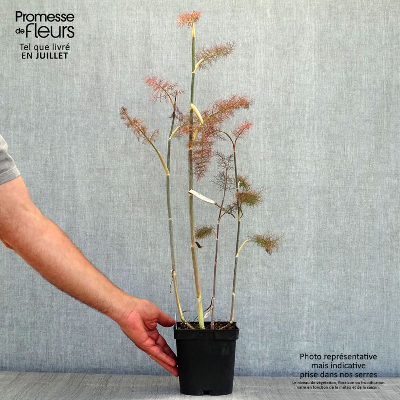 Foeniculum vulgare Giant Bronze - Bronze Fennel 2L/3L pot sample as delivered in summer