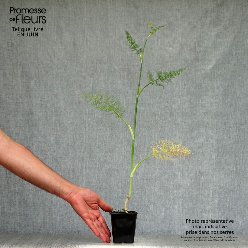 Foeniculum vulgare 7/8 cm pot sample as delivered in summer