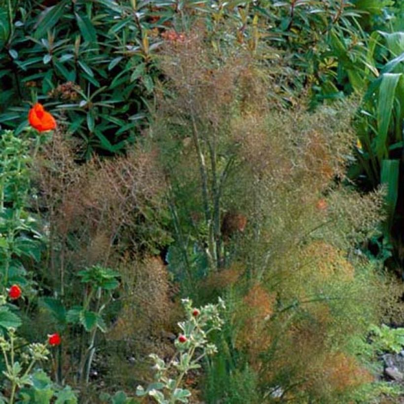 Foeniculum vulgare Giant Bronze - Bronze Fennel (Plant habit)