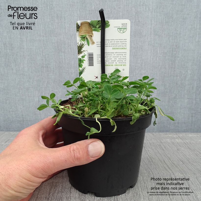 Fenugreek in plant - Trigonella foenum-graecum sample as delivered in spring