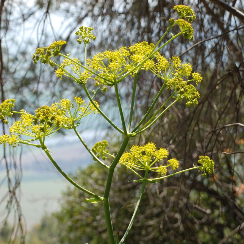 Ferula communis - Giant Fennel (Flowering)