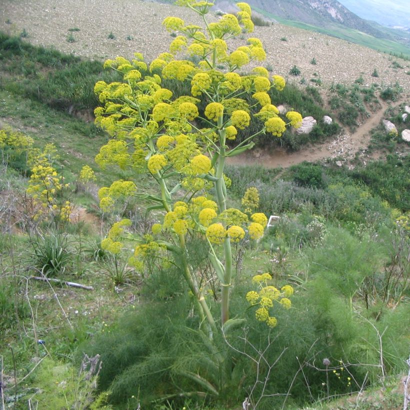 Ferula communis - Giant Fennel (Plant habit)