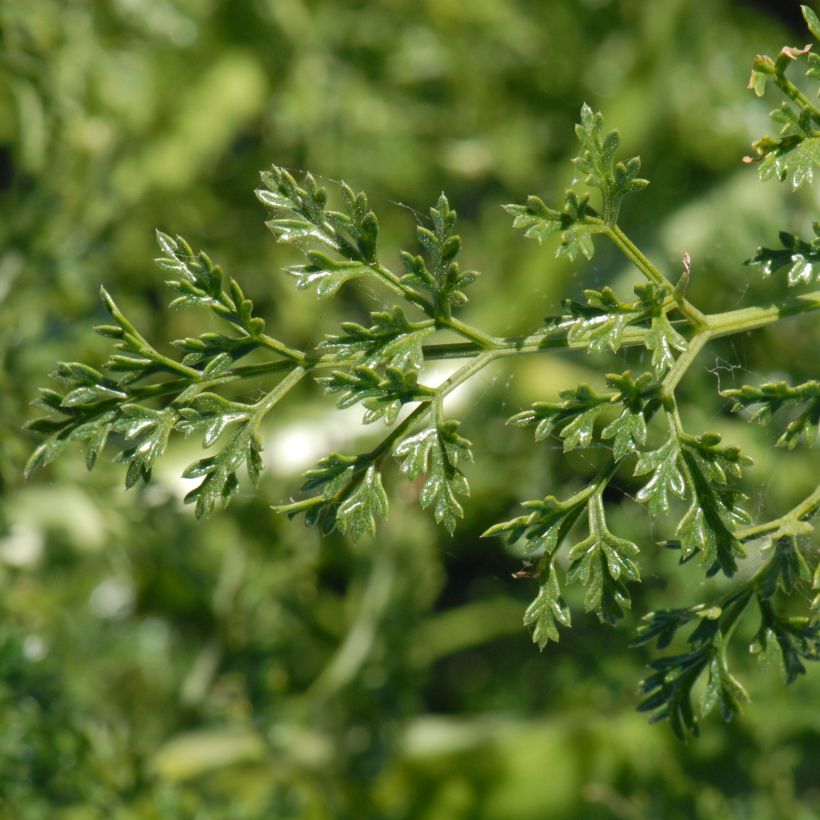 Ferula tingitana (Foliage)