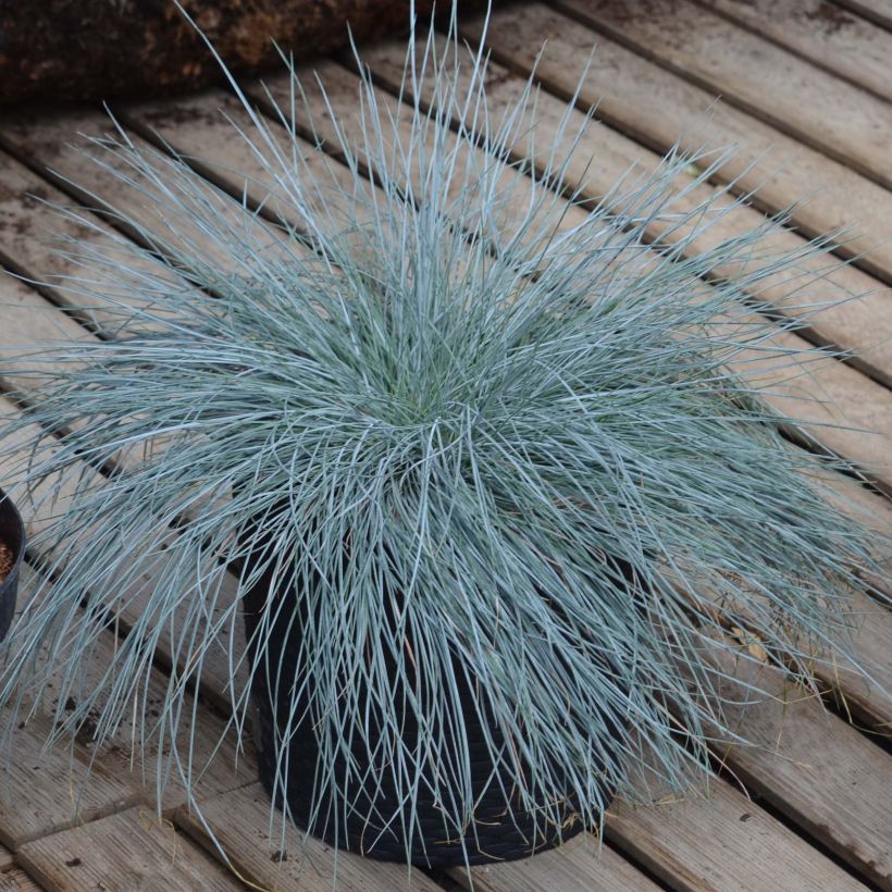 Festuca glauca Intense Blue (Plant habit)