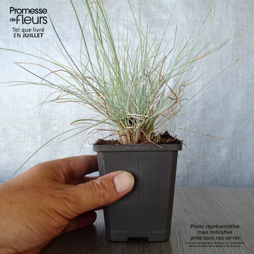 Festuca glauca Intense Blue 8/9 cm pot sample as delivered in summer