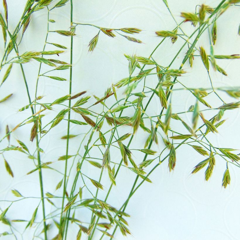 Festuca filiformis (Flowering)