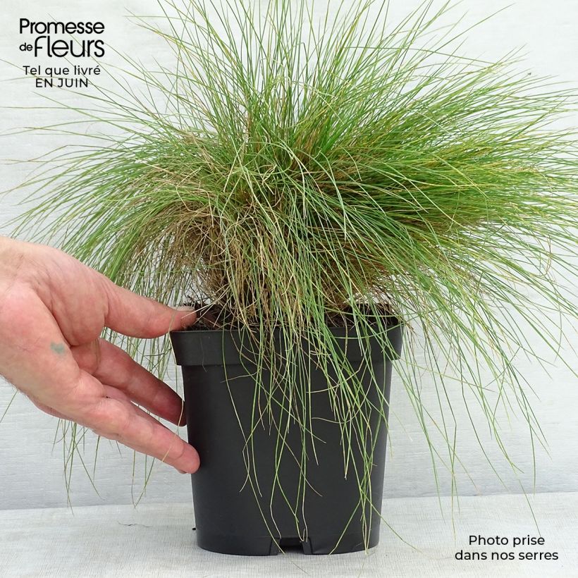 Festuca filiformis 2L/3L pot sample as delivered in summer