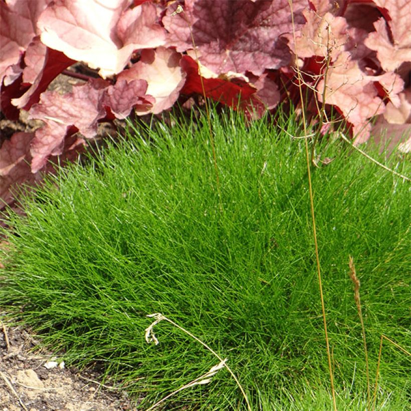 Festuca gautieri (Plant habit)