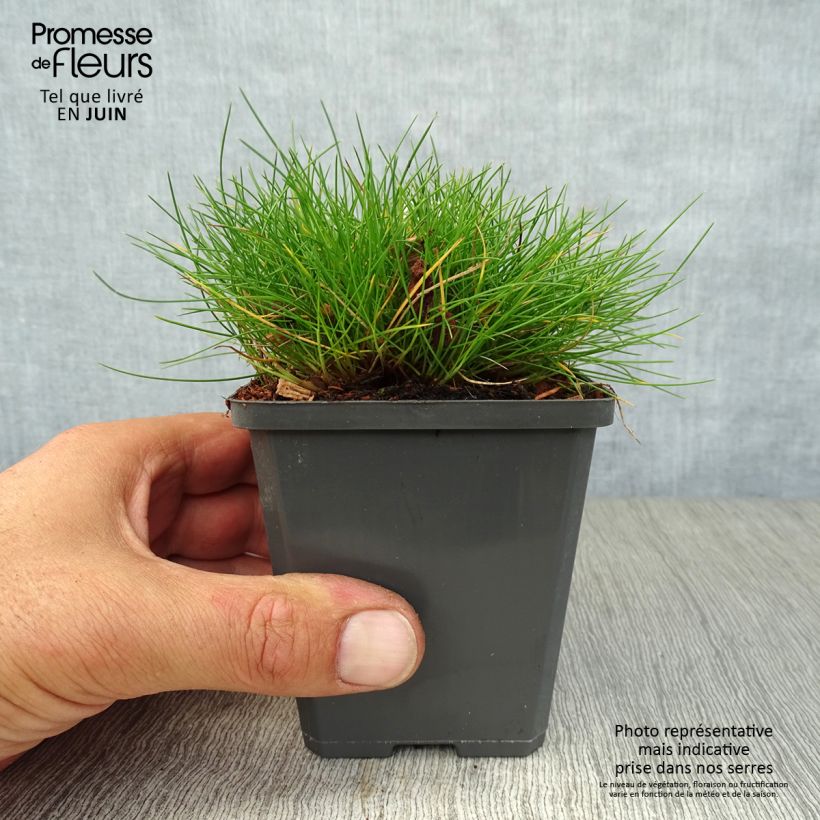 Festuca gautieri 8/9 cm pot sample as delivered in summer