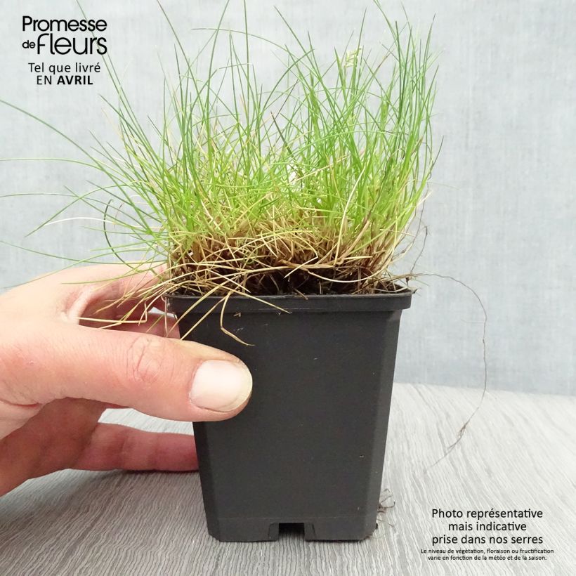 Festuca gautieri - Fétuque de Gautier en godet de 9 cm sample as delivered in spring