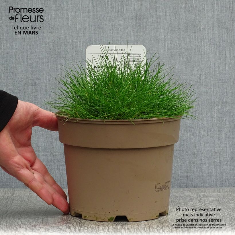 Festuca gautieri - Fétuque de Gautier en pot de 2/3 litres sample as delivered in spring
