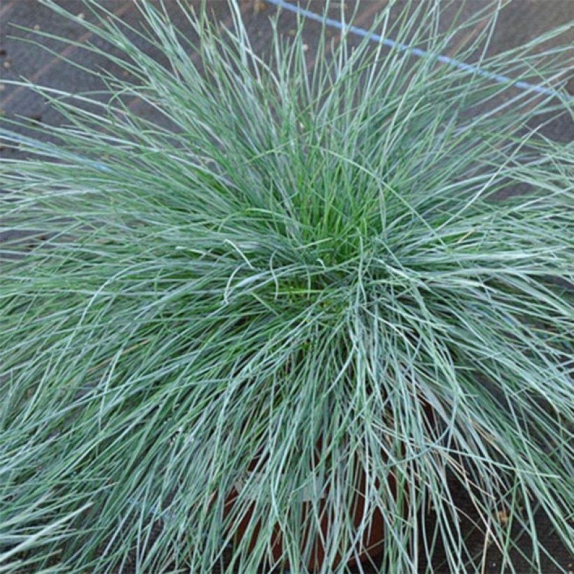 Festuca ovina var. glauca (Foliage)