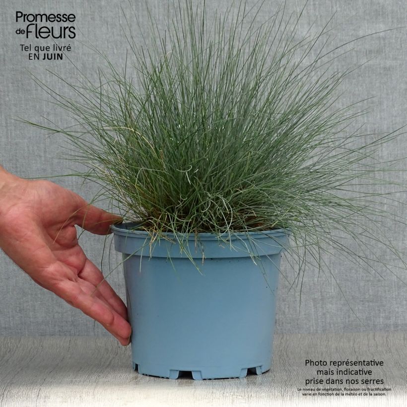 Festuca glauca Elijah Blue 2L/3L pot sample as delivered in summer