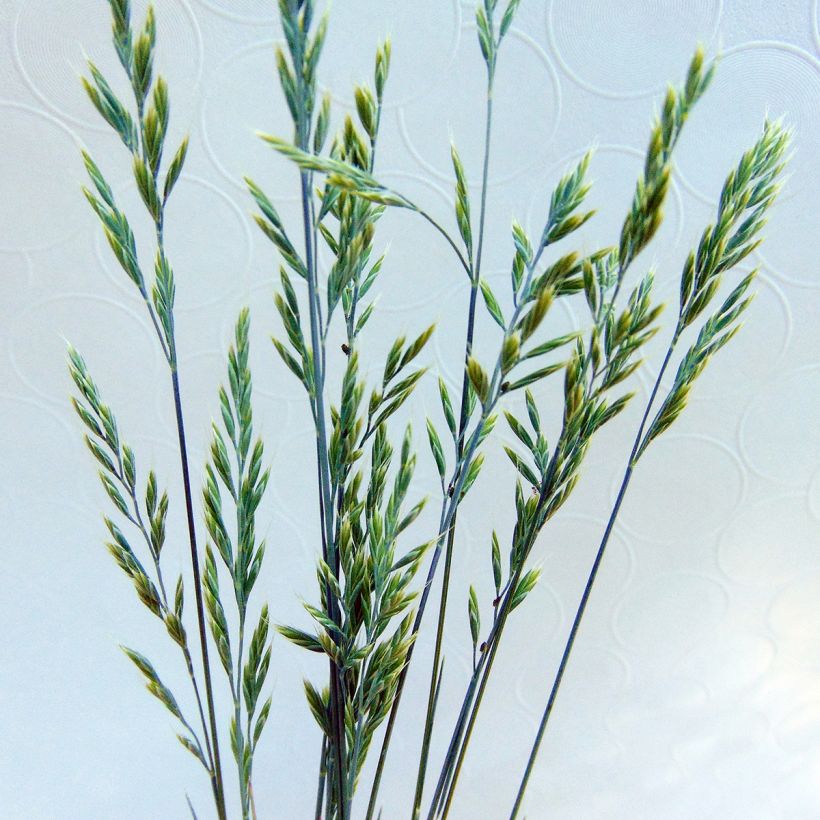 Festuca glauca Elijah Blue (Flowering)