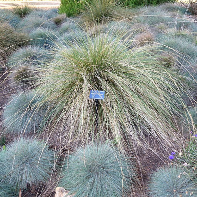 Festuca mairei (Plant habit)