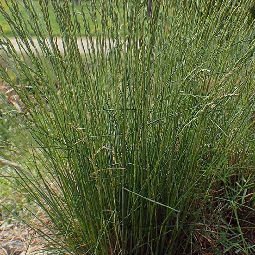 Festuca ovina (Foliage)