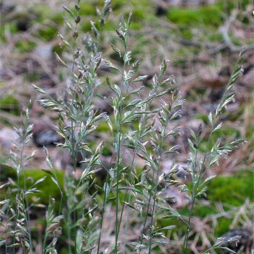 Festuca ovina (Flowering)