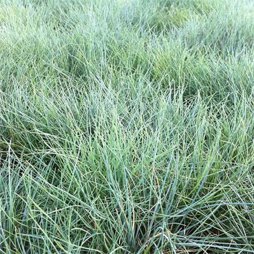 Festuca valesiaca Glaucantha (Foliage)