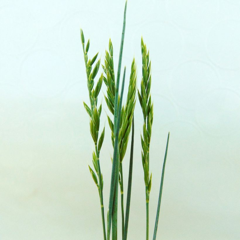 Festuca valesiaca Glaucantha (Flowering)