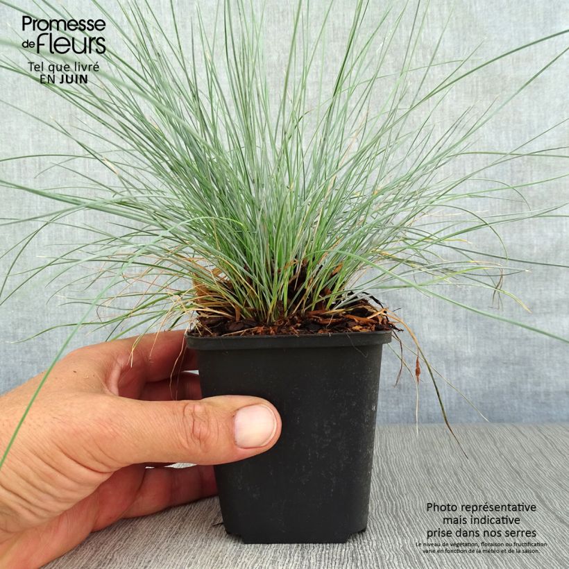 Festuca valesiaca Glaucantha 8/9 cm pot sample as delivered in summer