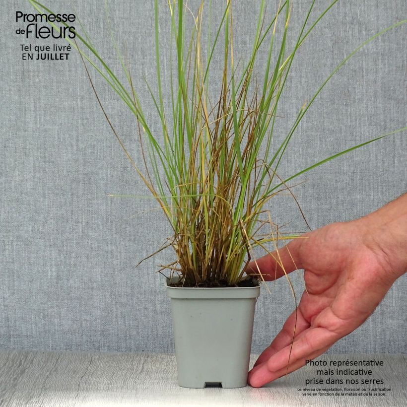 Festuca mairei 8/9 cm pot sample as delivered in summer