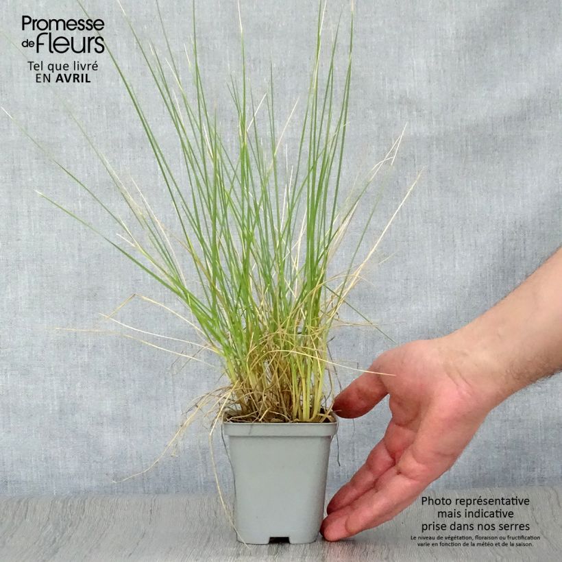 Festuca mairei sample as delivered in spring