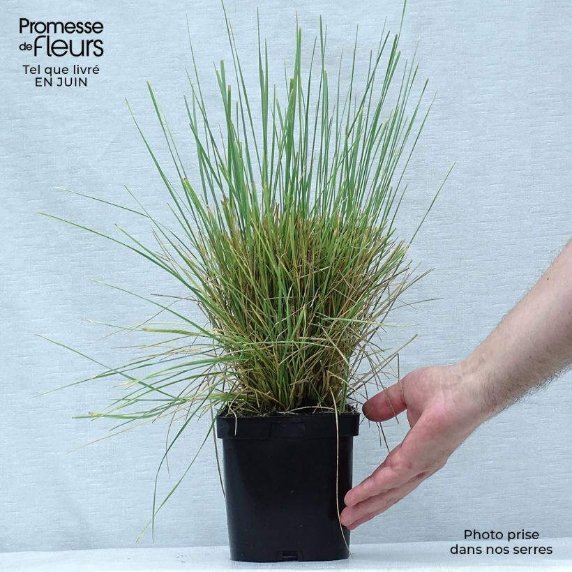 Festuca mairei 2L/3L pot sample as delivered in summer