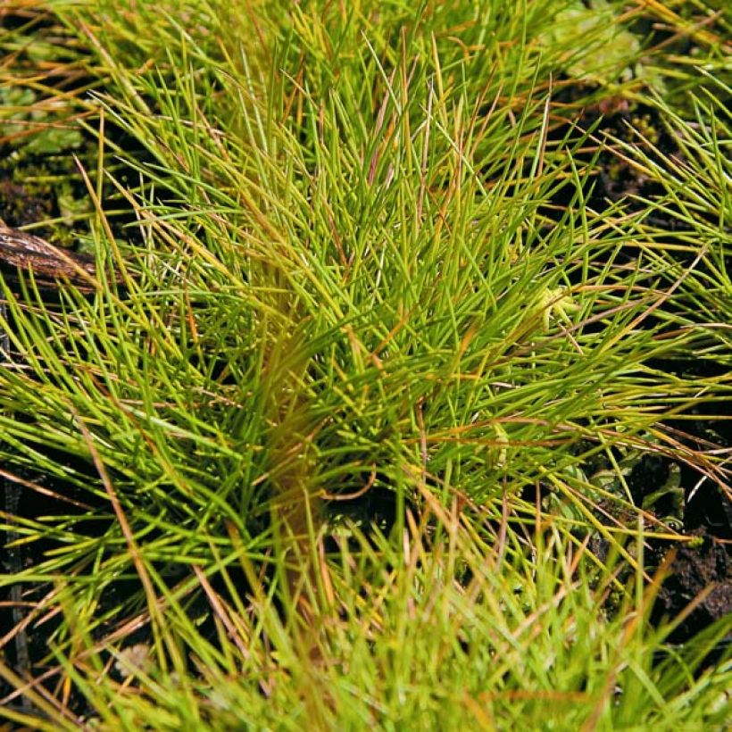 Festuca glauca Golden Toupee (Foliage)