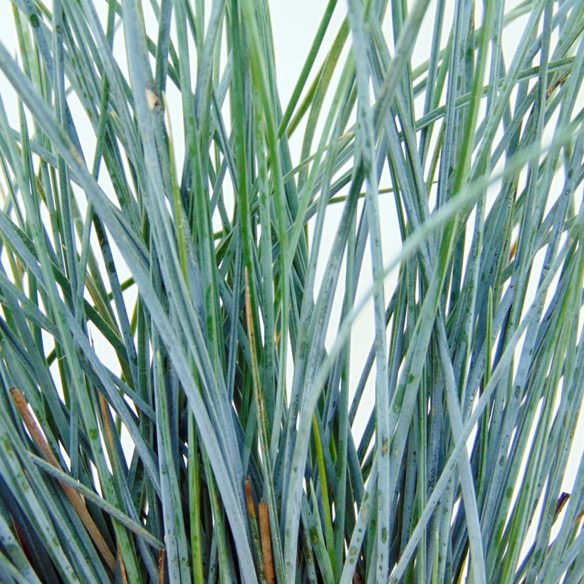 Festuca glauca Elijah Blue (Foliage)