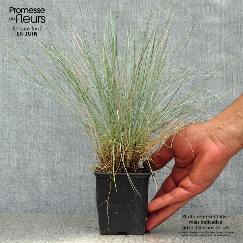 Festuca glauca Elijah Blue 8/9 cm pot sample as delivered in summer