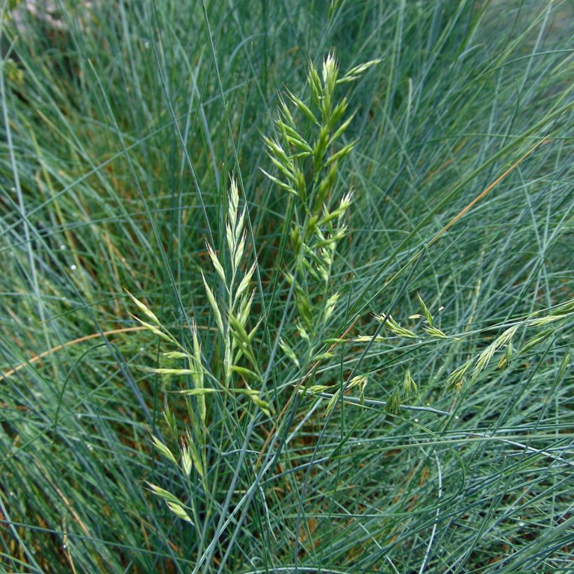 Festuca ovina var. glauca (Flowering)