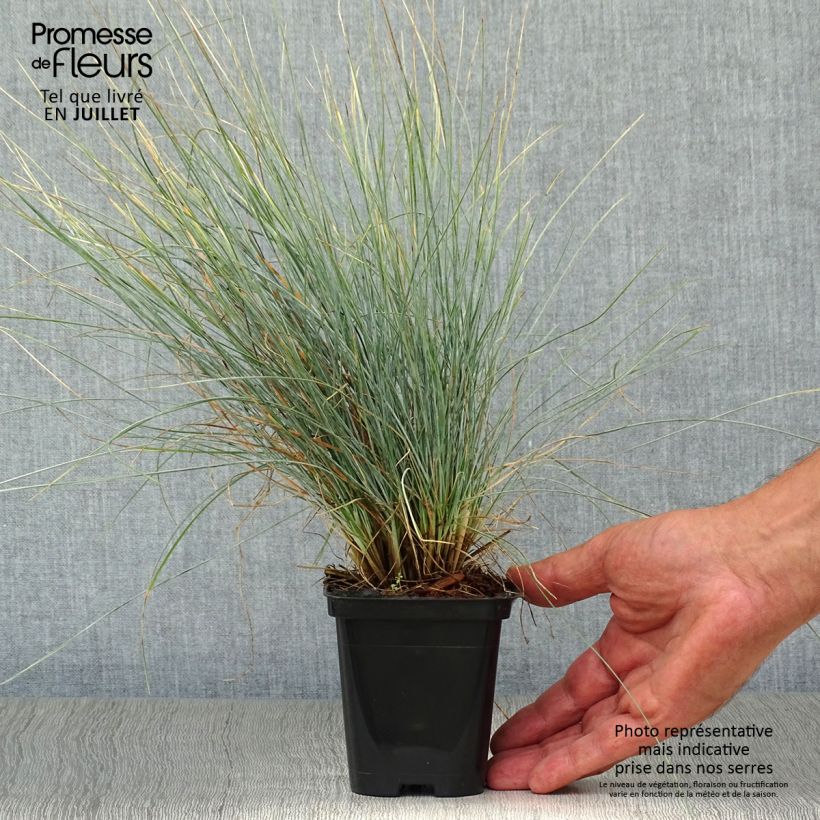 Festuca ovina var. glauca 8/9 cm pot sample as delivered in summer
