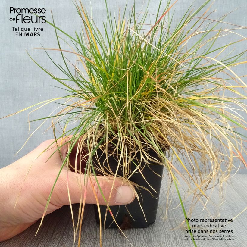 Festuca ovina sample as delivered in spring