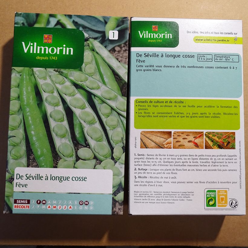 Example of Broad bean Seville Long-Pod - Vilmorin seeds per pack of 125 seeds (250g) specimen as delivered