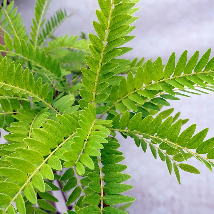 Gleditsia triacanthos f.inermis Sunburst - Honeylocust (Foliage)