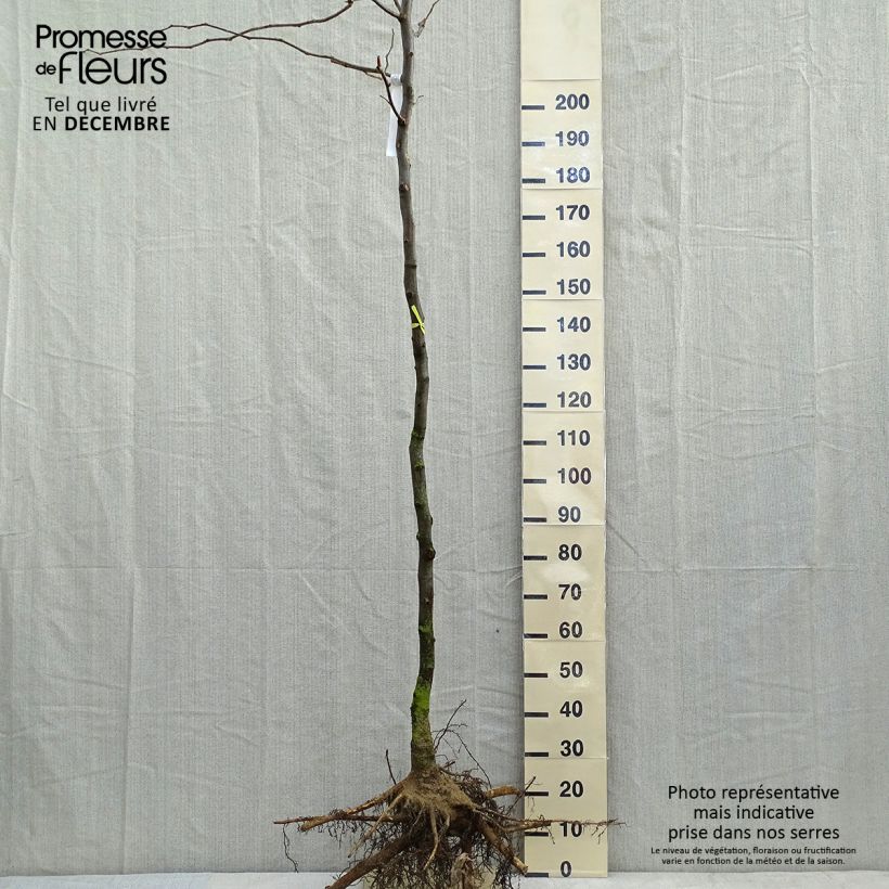 Gleditsia triacanthos f.inermis Sunburst - Honeylocust sample as delivered in winter